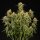 Royal Queen Seeds Medusa F1 AUTO - 3 automatisierte Samen