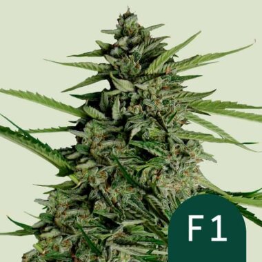 Royal Queen Seeds Orion F1 AUTO - 3 automatisierte Samen