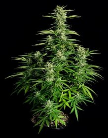 Royal Queen Seeds Orion F1 AUTO - 3 automatisierte Samen