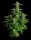 Royal Queen Seeds Orion F1 AUTO - 3 automatisierte Samen