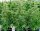 Royal Queen Seeds Orion F1 AUTO - 3 automatisierte Samen