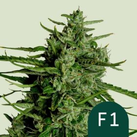 Royal Queen Seeds Titan F1 AUTO - 3 automated seeds