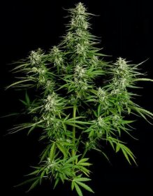 Royal Queen Seeds Titan F1 AUTO - 3 automatisierte Samen