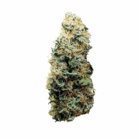 Royal Queen Seeds Titan F1 AUTO - 3 automatisierte Samen