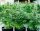 Royal Queen Seeds Titan F1 AUTO - 3 automatisierte Samen