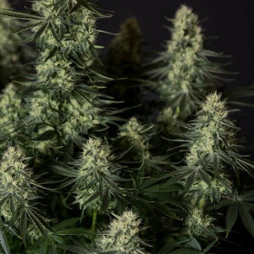 Royal Queen Seeds Punch Pie Tyson 2.0 - 3 feminized seeds