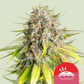 Royal Queen Seeds Punch Pie Tyson 2.0 - 3 feminisirte Samen