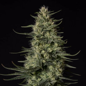 Royal Queen Seeds Punch Pie Tyson 2.0 - 3 feminisirte Samen