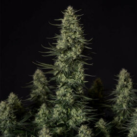 Royal Queen Seeds Punch Pie Tyson 2.0 - 3 feminisirte Samen