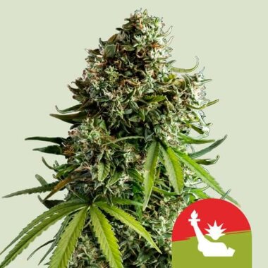 Royal Queen Seeds NYC Sour Diesel Tyson 2.0 AUTO - 3 automatisierte Samen