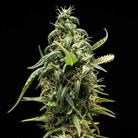 Royal Queen Seeds NYC Sour Diesel Tyson 2.0 AUTO - 3 autoflowering Samen