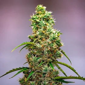 Royal Queen Seeds NYC Sour Diesel Tyson 2.0 AUTO - 3 autoflowering Samen