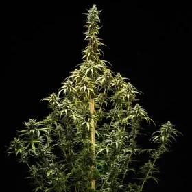 Royal Queen Seeds NYC Sour Diesel Tyson 2.0 AUTO - 3 autoflowering Samen