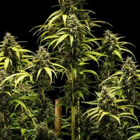 Royal Queen Seeds NYC Sour Diesel Tyson 2.0 AUTO - 3 autoflowering Samen