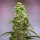 Royal Queen Seeds NYC Sour Diesel Tyson 2.0 AUTO - 3 autoflowering Samen