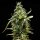 Royal Queen Seeds NYC Sour Diesel Tyson 2.0 AUTO - 3 automatisierte Samen