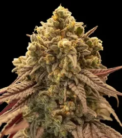 00 Seeds Bank Gelato Mint AUTO - 3 automated seeds