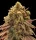 00 Seeds Bank Gelato Mint AUTO - 3 autoflowering Samen