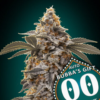 00 Seeds Bank Bubbas Gift AUTO - 3 autoflowering Samen