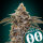 00 Seeds Bank Bubbas Gift AUTO - 3 autoflowering Samen