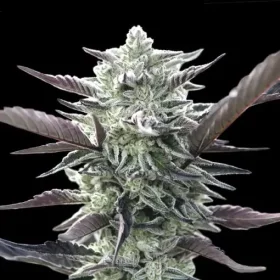 00 Seeds Bank Oreoz - 3 feminized seeds