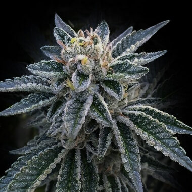 DNA Genetics 3Peat - 5 feminisierte Samen