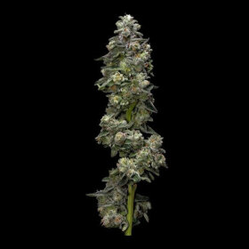 DNA Genetics Bakers Delight AUTO - 3 autoflowering Samen