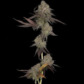 DNA Genetics DNA Cake AUTO - 5 automated seeds