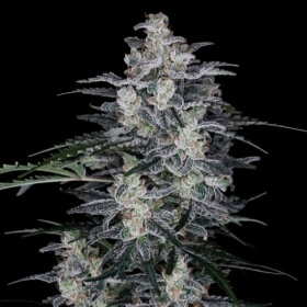 DNA Genetics MacNana AUTO - 5 automated seeds