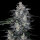 DNA Genetics MacNana AUTO - 5 autoflowering Samen