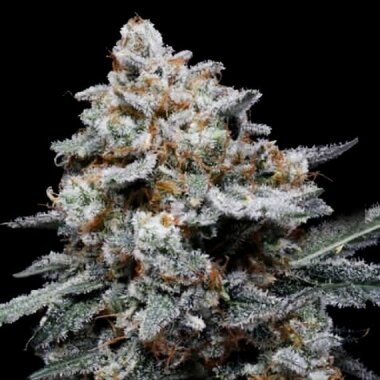 DNA Genetics CheMACal Romance AUTO - 5 autoflowering Samen