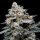 DNA Genetics CheMACal Romance AUTO - 5 autoflowering Samen