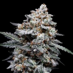 DNA Genetics Patrick Swayze AUTO - 5 autoflowering Samen