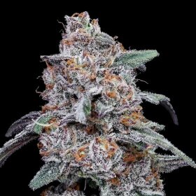 DNA Genetics Purple People Eater AUTO - 5 automated seeds