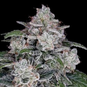 DNA Genetics Return of the MAC AUTO - 5 automated seeds