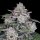 DNA Genetics Return of the MAC AUTO - 5 autoflowering Samen