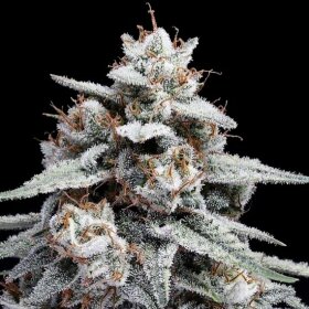 DNA Genetics Skywalker Kush AUTO - 5 autoflowering Samen