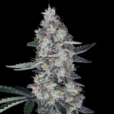 DNA Genetics Watermelon Man AUTO - 5 autoflowering Samen