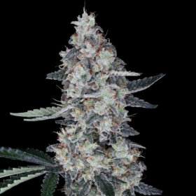 DNA Genetics Watermelon Man AUTO - 5 automated seeds