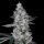 DNA Genetics Watermelon Man AUTO - 5 autoflowering Samen