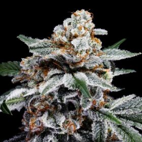 DNA Genetics Canelo AUTO - 5 automated seeds