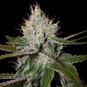 DNA Genetics Cannalope Haze - 5 feminisierte Samen