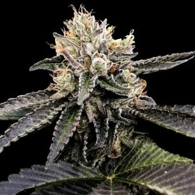 DNA Genetics Cataract Cake - 5 feminized seeds