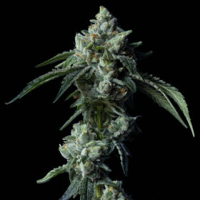 DNA Genetics Challah Bread - 5 feminized seeds