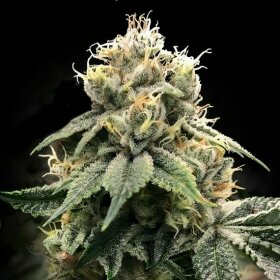 DNA Genetics Chocolate Truffle Shuffle C.T.S - 5 feminized seeds