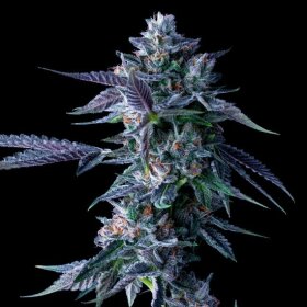 DNA Genetics Chocolope - 5 feminized seeds