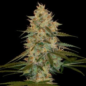 DNA Genetics Chocolope Kush - 5 feminsierte Samen