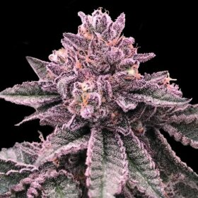 DNA Genetics DNA Cake - 5 feminized seeds