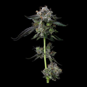 DNA Genetics Four Prophets - 5 feminized seeds