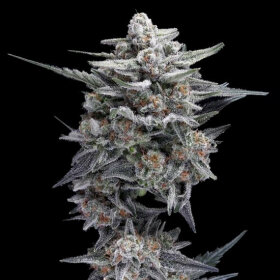 DNA Genetics HG23 AKA Michael Jordan - 5 feminized seeds